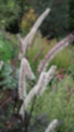 Herbs, Flowers & Edibles